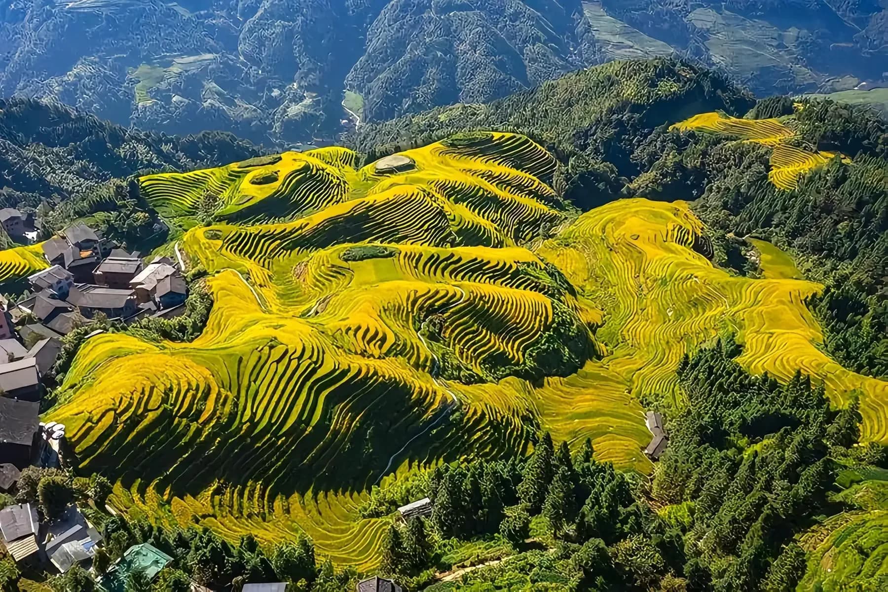 Golden Longji Rice Terraces from above